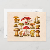 ヴィンテージ1800年代キノコ品種レッドキノコ ポストカード (正面/裏面)