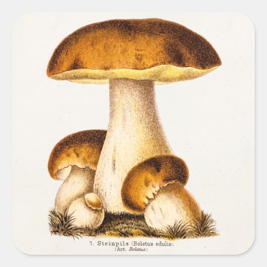 ヴィンテージ1800年代キノコ食用キノコテンプレート スクエアシール (正面)
