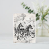 ヴィンテージ1800年代ゼブラスレトロオールド・ゼブラスイラストレーション ポストカード (スタンド正面)