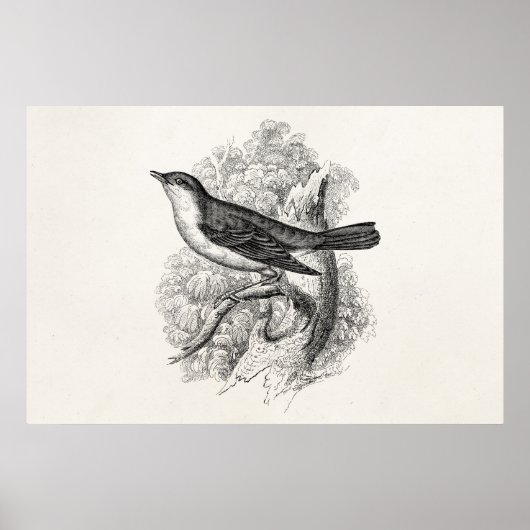ヴィンテージ1800年代ナイチンゲールバードイラストレーションバード ポスター (正面)
