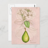 ヴィンテージ1800年代ナシ花コラージュテンプレート ポストカード (正面/裏面)