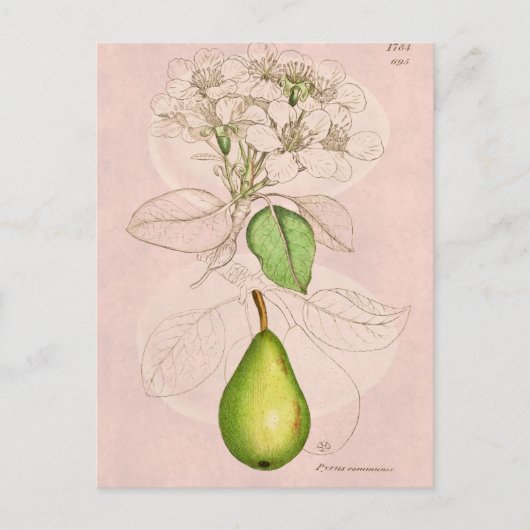 ヴィンテージ1800年代ナシ花コラージュテンプレート ポストカード (正面)