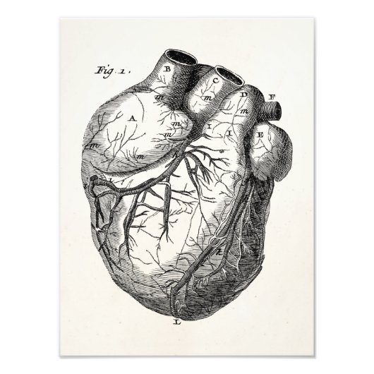 ヴィンテージ1800年代ハートレトロ心臓解剖学ハート フォトプリント            (正面)