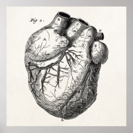 ヴィンテージ1800年代ハートレトロ心臓解剖学ハート ポスター