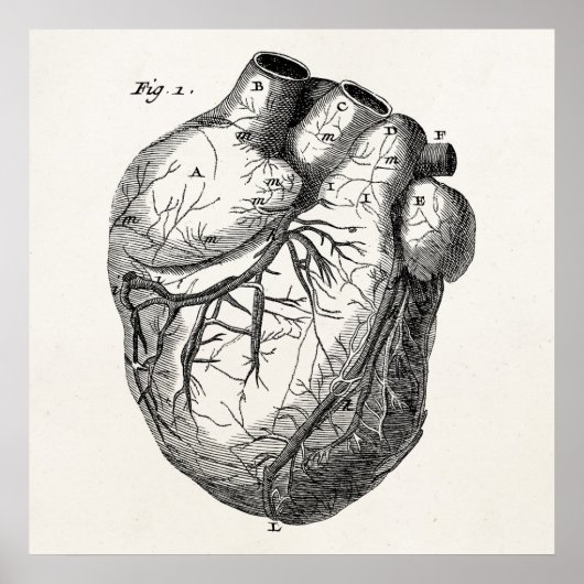ヴィンテージ1800年代ハートレトロ心臓解剖学ハート ポスター (正面)