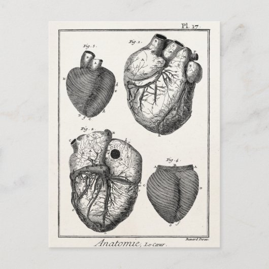 ヴィンテージ1800年代ハートレトロ心臓解剖学ハート ポストカード (正面)