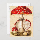 ヴィンテージ1800年代マッシュルーム赤いキノコのテンプレート ポストカード (正面/裏面)