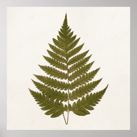 ヴィンテージ1800sオリーブグリーンファーンリーフテンプレート ポスター (正面)