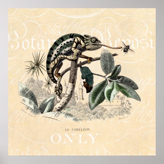 ヴィンテージ1800sカメレオンリザードレトロカメレオン ポスター (正面)
