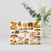 ヴィンテージ1800sキノコ品種テンプレート ポストカード (スタンド正面)