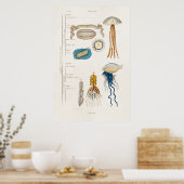 ヴィンテージ1800sクラゲイラストレーション – クラゲ ポスター (キッチン)