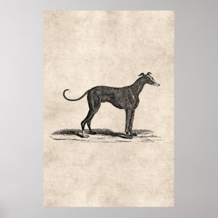 ヴィンテージ1800sグレイハウンド犬イラストレーション – 犬 ポスター