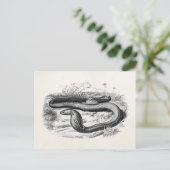 ヴィンテージ1800sコブラスネークレトロコブラススケッチ ポストカード (スタンド正面)