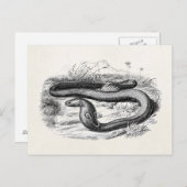 ヴィンテージ1800sコブラスネークレトロコブラススケッチ ポストカード (正面/裏面)