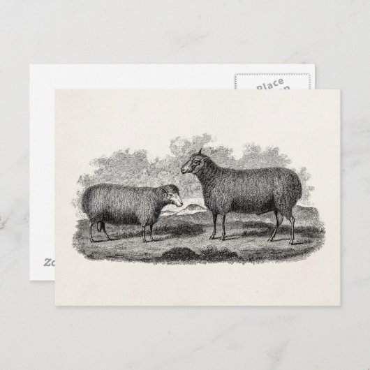 ヴィンテージ1800sシープエウェイラストレーションレトロファーム ポストカード (正面/裏面)