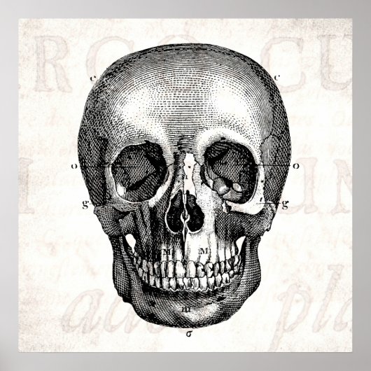 ヴィンテージ1800sスカルレトロ解剖学的古いスケッチ ポスター (正面)