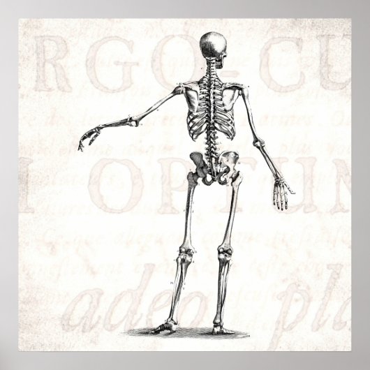 ヴィンテージ1800sスケルトンアンティーク解剖学的骨格 ポスター (正面)
