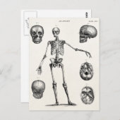 ヴィンテージ1800sスケルトンアンティーク解剖学的骨格 ポストカード (正面/裏面)