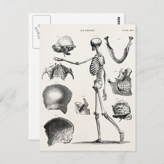 ヴィンテージ1800sスケルトンアンティーク解剖学的骨格 ポストカード (正面/裏面)