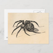 ヴィンテージ1800sスパイダーイラストレーションスパイダーズテンプレート ポストカード (正面/裏面)