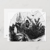 ヴィンテージ1800sスパイダーウェブイラストレーション – スパイダーズ ポストカード (正面/裏面)