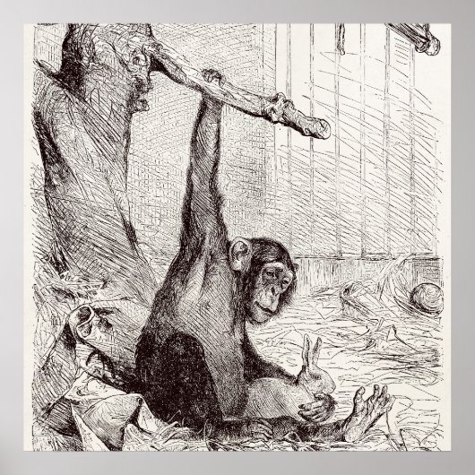 ヴィンテージ1800sチンパンジーうさぎモンキーバニーチンプ ポスター (正面)