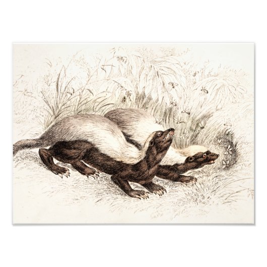 ヴィンテージ1800sハニーバッガービーハイブテンプレートレトロ フォトプリント            (正面)