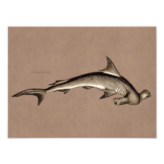 ヴィンテージ1800sハンマーヘッドシャーク古いハンマーヘッド フォトプリント (正面)