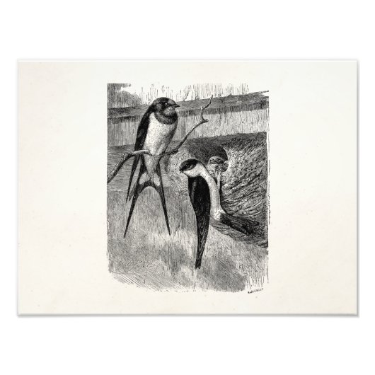 ヴィンテージ1800sバーンドローマーティンバードスワローズ フォトプリント            (正面)