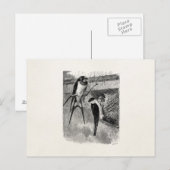 ヴィンテージ1800sバーンドローマーティンバードスワローズ ポストカード (正面/裏面)