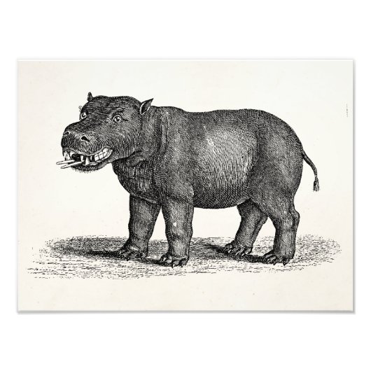 ヴィンテージ1800sヒポタマスイラストレーション- Hippos フォトプリント (正面)