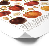 ヴィンテージ1800sフルーツさくらんぼドイツプリント ポスター (角)