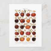 ヴィンテージ1800sフルーツさくらんぼドイツプリント ポストカード (正面)