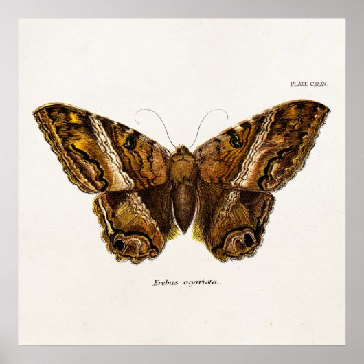 ヴィンテージ1800sブラウンファジーモステンプレート蝶 ポスター (正面)