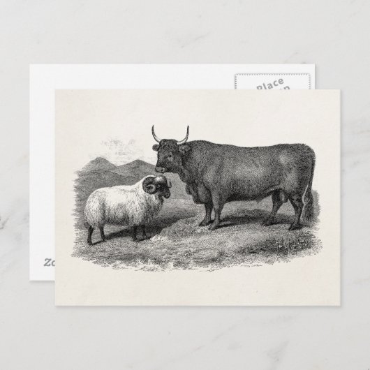 ヴィンテージ1800sブルシープイラストレーションレトロファーム ポストカード (正面/裏面)