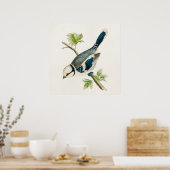 ヴィンテージ1800sブルーバードソングバードバードスケッチ ポスター (キッチン)