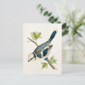 ヴィンテージ1800sブルーバードソングバードバードスケッチ ポストカード (スタンド正面)