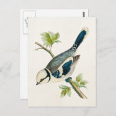 ヴィンテージ1800sブルーバードソングバードバードスケッチ ポストカード (正面/裏面)