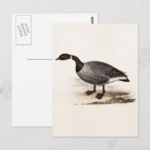 ヴィンテージ1800sブレントガチョウ – レトロゲーゼテンプレート ポストカード (正面/裏面)