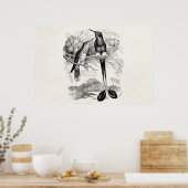 ヴィンテージ1800sラケットテールハミングバードラケットテール ポスター (キッチン)