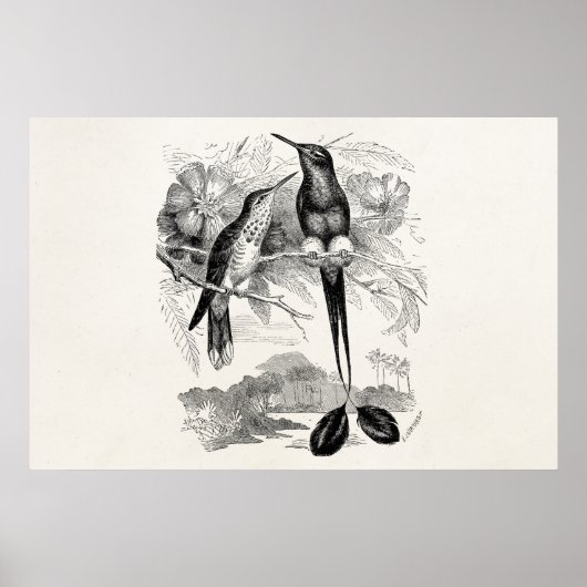 ヴィンテージ1800sラケットテールハミングバードラケットテール ポスター (正面)