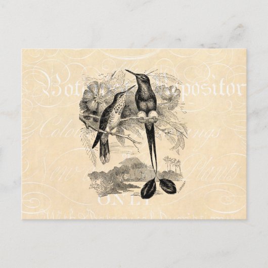 ヴィンテージ1800sラケットテールハミングバードラケットテール ポストカード (正面)