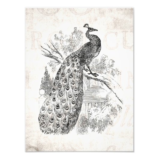 ヴィンテージ1800sレトロ孔雀イラストレーションテンプレート フォトプリント            (正面)
