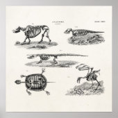 ヴィンテージ1800s動物骨格アンティーク解剖学 ポスター (正面)