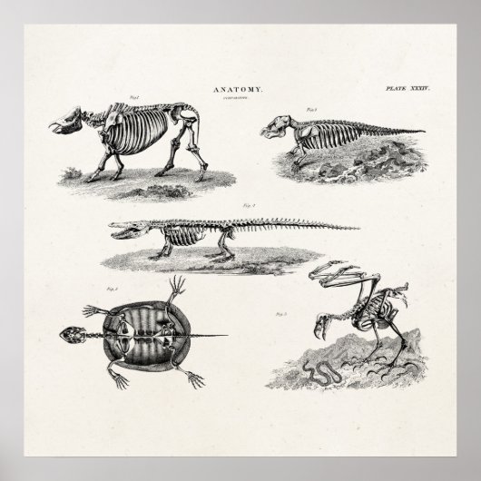 ヴィンテージ1800s動物骨格アンティーク解剖学 ポスター (正面)