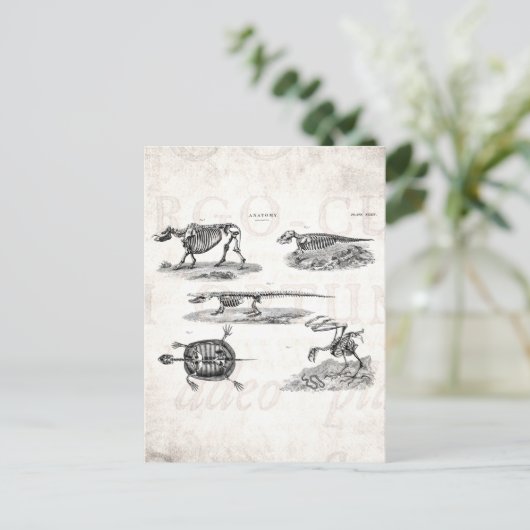 ヴィンテージ1800s動物骨格アンティーク解剖学 ポストカード (スタンド正面)