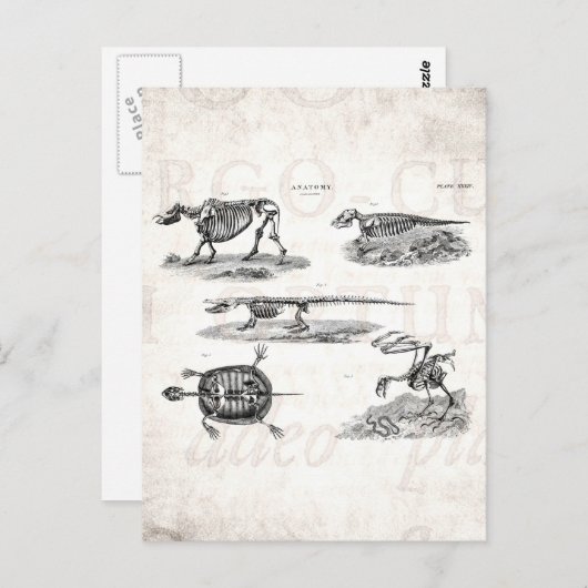 ヴィンテージ1800s動物骨格アンティーク解剖学 ポストカード (正面/裏面)