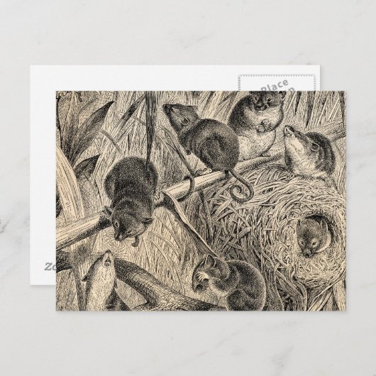 ヴィンテージ1800s収穫マウスレトロネズミテンプレート ポストカード (正面/裏面)