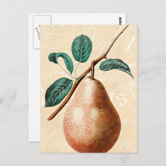 ヴィンテージ1800s梨フルーツブランチ葉付き – 梨 ポストカード (正面/裏面)