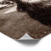 ヴィンテージ1800s犬のテンプレート付きPoodle判事 ポスター (角)